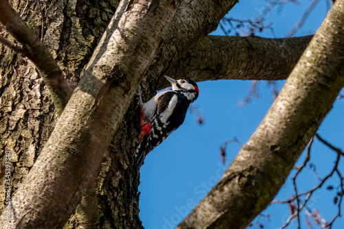 Woodpecker on the tree © PQ