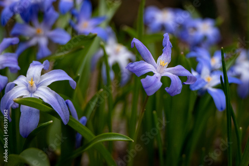 Blue flowers in garden