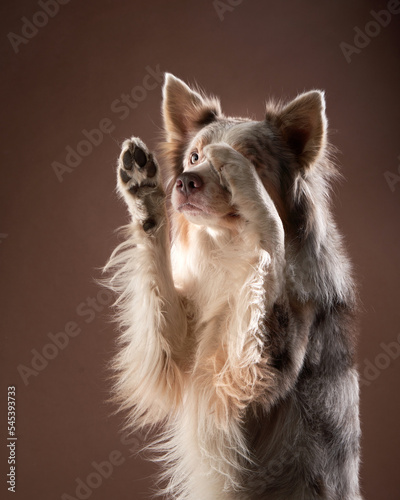 Funny expression dog. border collie on a brown background