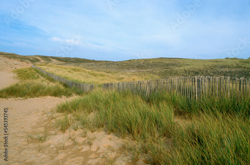Dunes en danger , barriéres pour la protection des dunes , plante, Oyat ,ammophila arenaria