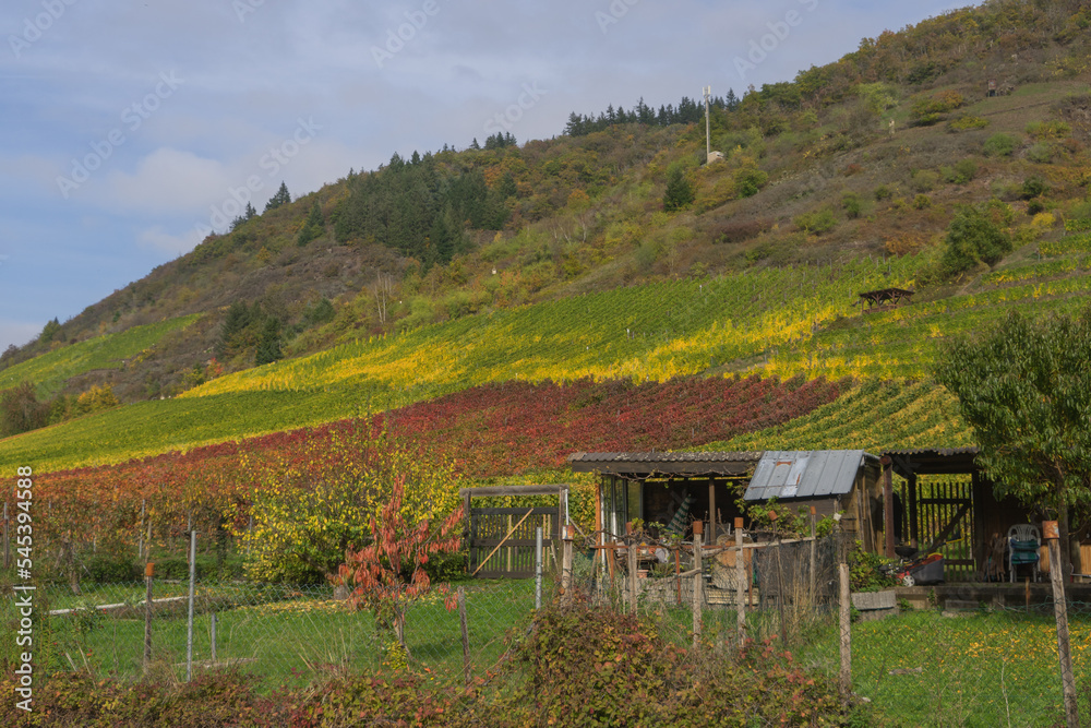 VIew to a wineyard near the city called Cochem VIew to a wineyard near the city called Cochem