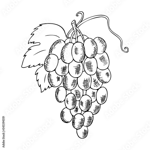 colorless drawing a handful of grapes on a branch with leaves, contour drawing by hand, hatching, tracing