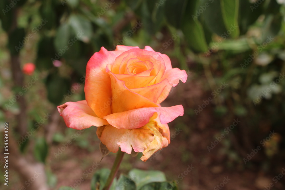 Close up of a apricot peach colour rose bud , the beautiful pink orange flower on plant bush growing in exotic garden in Morocco in Autumn with green leaves and rich red soil in background