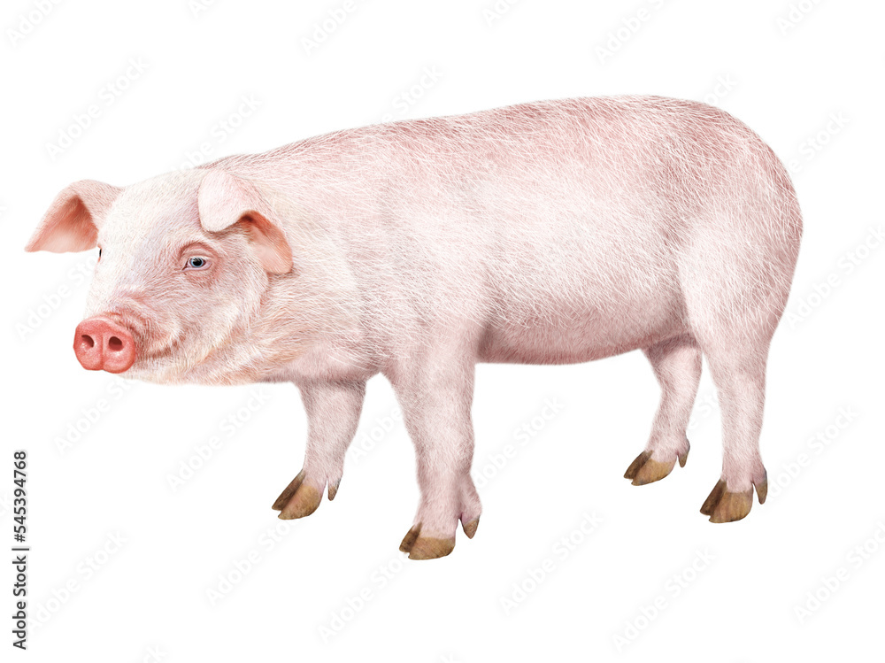 cochon, animal, ferme, rose, cochonnet, mammifère, joli, porc, isolé, bétail, blanc, agriculture, domestique, illustration cochon, animal, ferme, rose, cochonnet, mammifère, joli, porc, isolé, bétail, blanc, agriculture, domestique, illustration