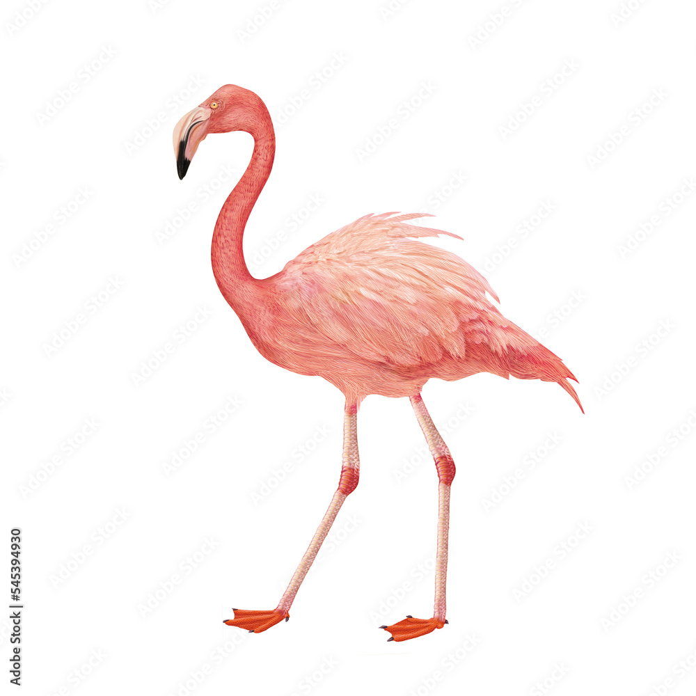 Fototapeta premium flamant, rose, oiseau, animal, nature, jardin zoologique, faune, eau, rouge, cou, tropical, beau, dépaysant, debout, beauté, lac