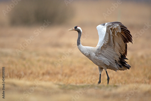 Żuraw zwyczajny, żuraw popielaty, żuraw szary (Grus grus)