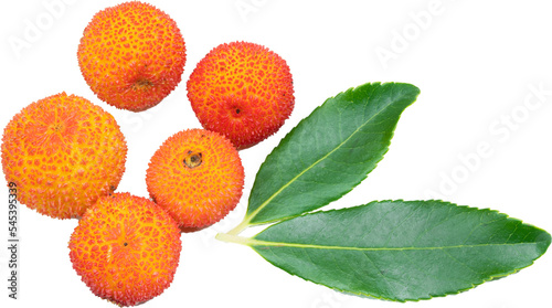 Arbutus unedo, strawberry tree without background, png file photo