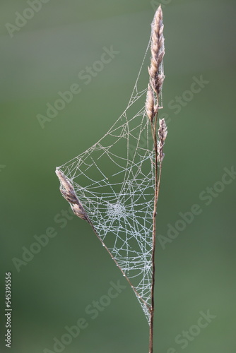 beautiful spider web with morning dew drops