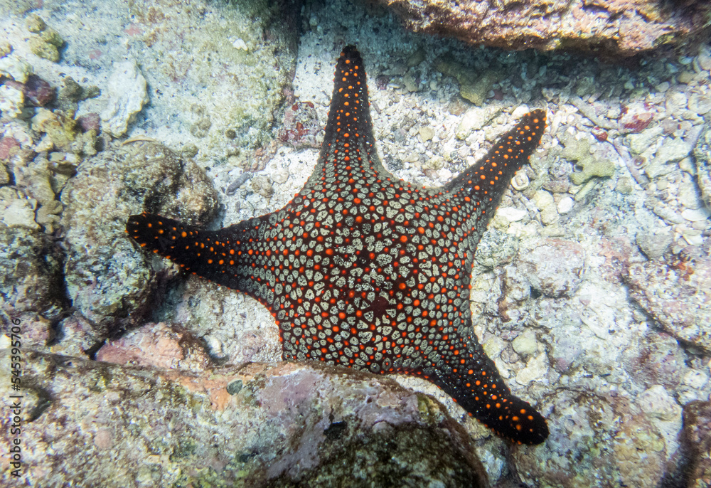 Red starfish, Santiago Island, Galapagos Red starfish, Santiago Island, Galapagos