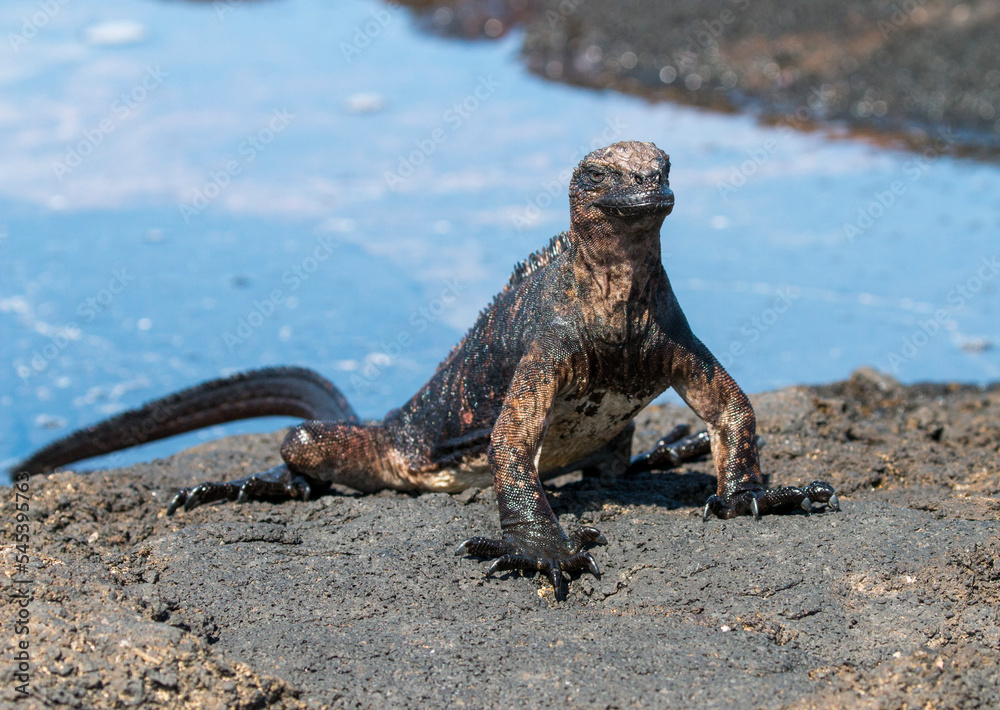 Fototapeta premium juvenile marine iguana at Sombrero Chino, Santiago Island, Galapagos