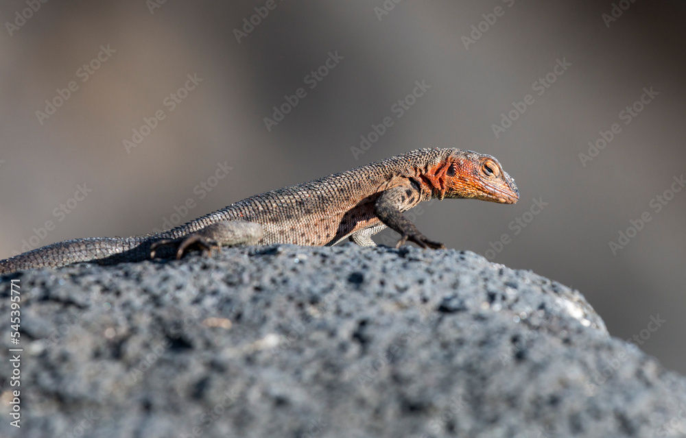female Santiago lava lizard, Santiago Island, Galapagos female Santiago lava lizard, Santiago Island, Galapagos