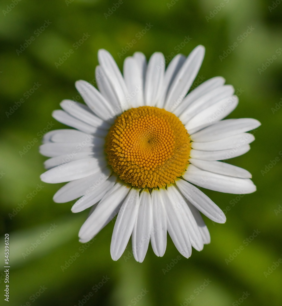 Flower Chamomile garden close-up on a green background in summer Flower Chamomile garden close-up on a green background in summer