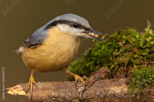 Nuthatch on branch with seeds