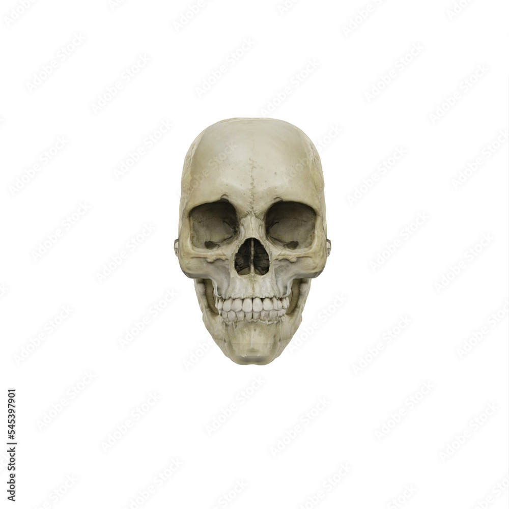 Female skull