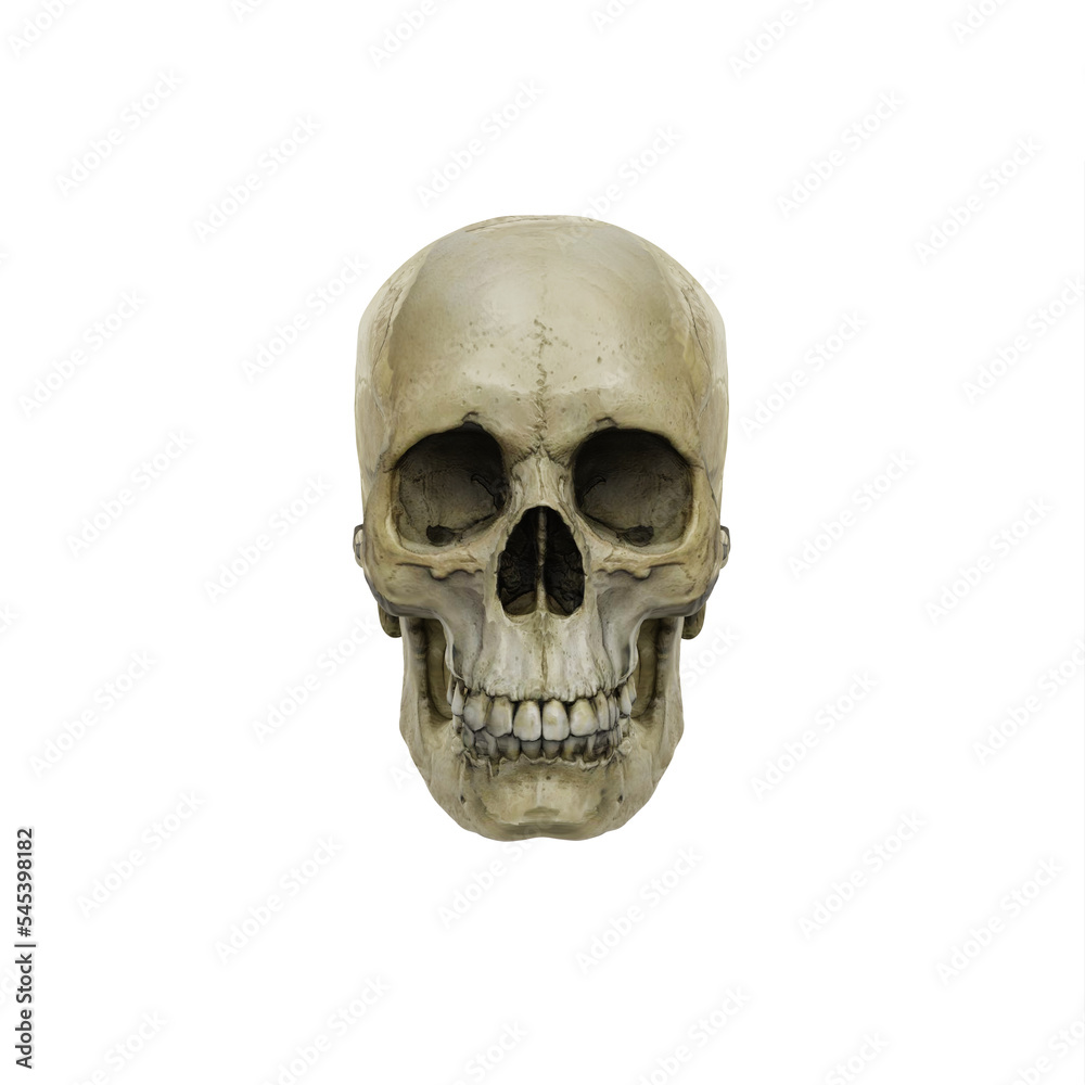 Male skull Male skull