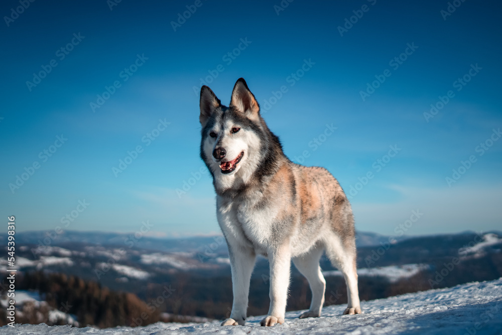 husky on the snow