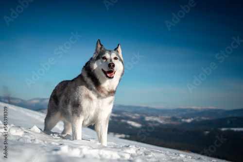 siberian husky on the snow