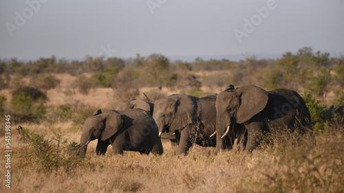 Elephants foraging on the savannah in Kruger National Park © Rini Kools