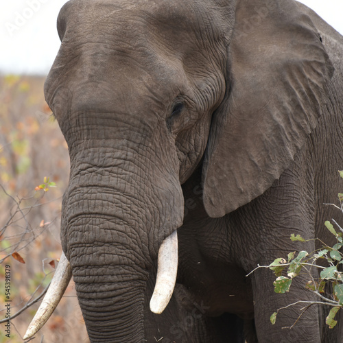 Elephant foraging in thicket in Kruger National Park