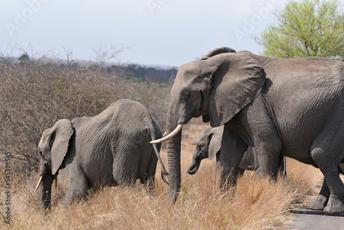 Herd of elephants crossing road in Kruger National Park