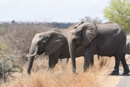 Herd of elephants crossing road in Kruger National Park