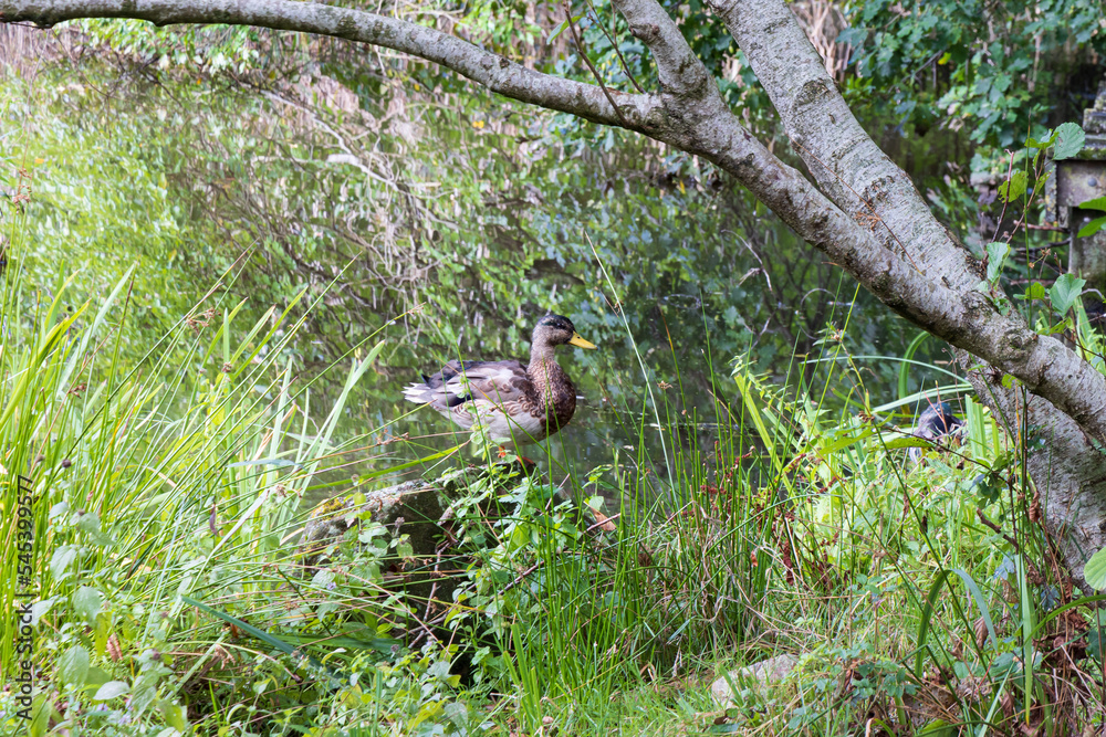 Brown duck in Johan Smitpark in Zuidhorn, municipality Westerkwartier Groningen province in the Netherlands