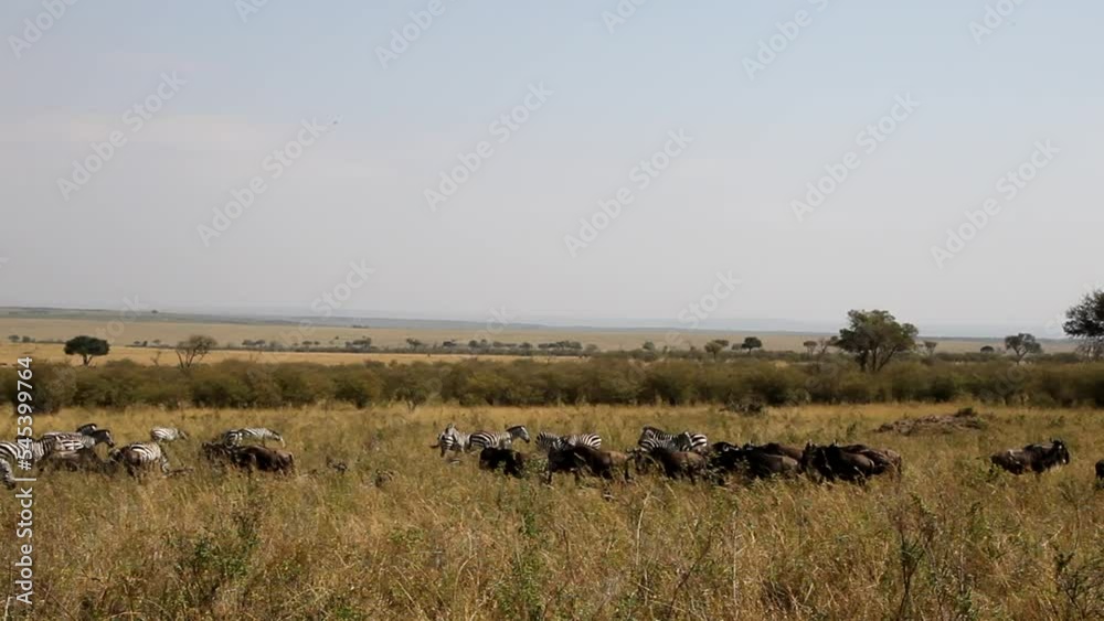 Savanna herbivores. Great migration in time. Kenya, Masai Mara. Savanna herbivores. Great migration in time. Kenya, Masai Mara.