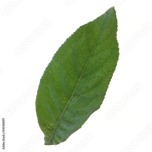 Standard leaf isolated on a white background