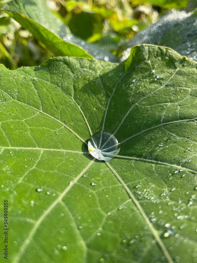Close-up shot of drop on a leaf reflecting sunlight Close-up shot of drop on a leaf reflecting sunlight