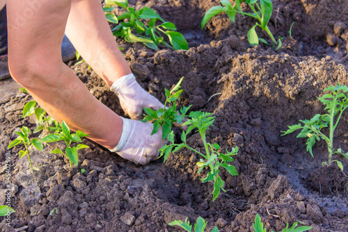 Gardener hands planting tomato seedling in ground