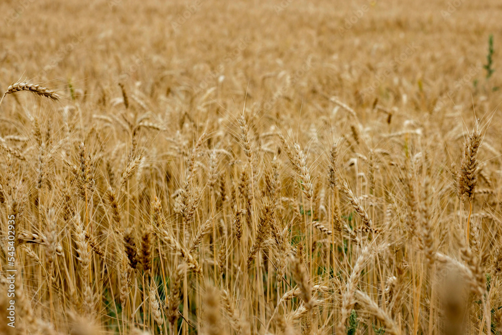 Gold Wheat Field in sunny day. Concept of great harvest and productive seed industry Gold Wheat Field in sunny day. Concept of great harvest and productive seed industry