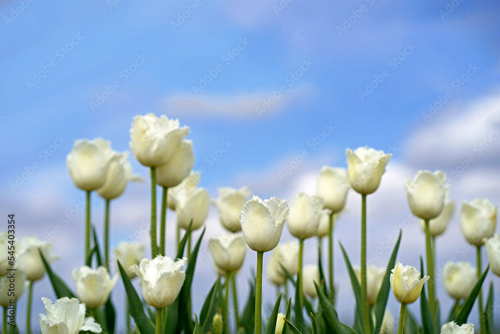Obraz premium Sunrise over the farm land during Spring season with colorful Tulip fields ,beautiful bouquet of Spring Tulip flowers