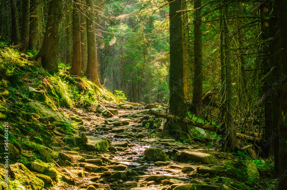 Fototapeta premium Summer moody forest