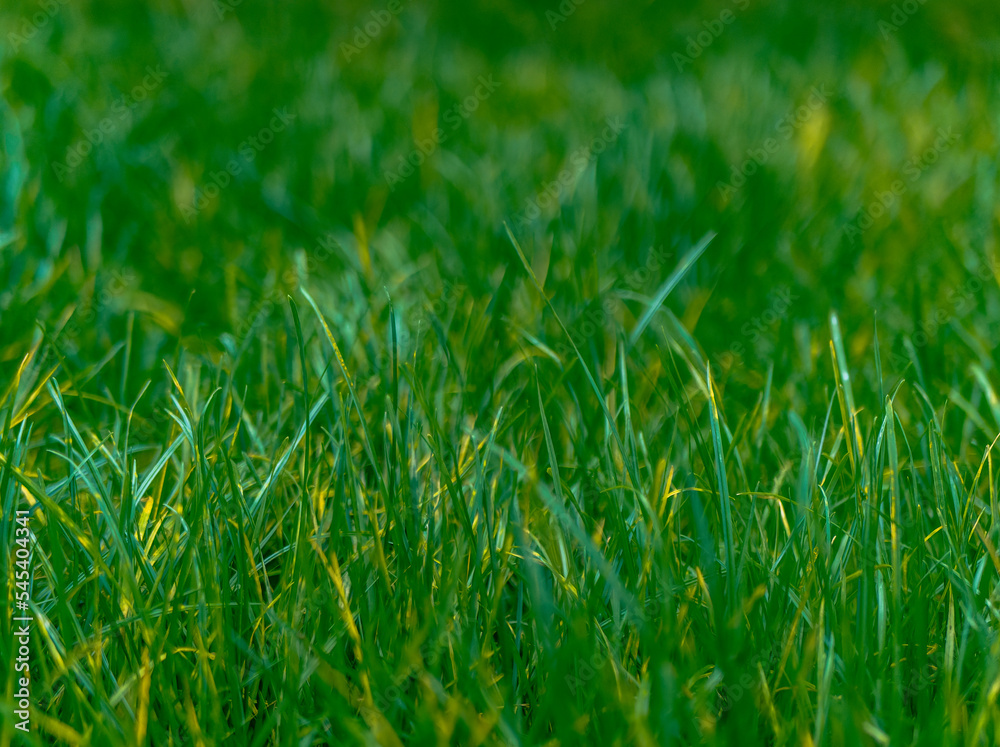 green yellow grass in sunny day green yellow grass in sunny day