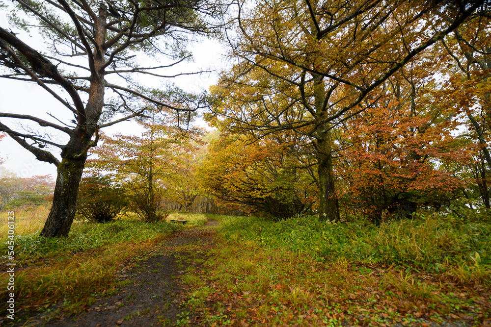 Fototapeta premium 美し森 紅葉