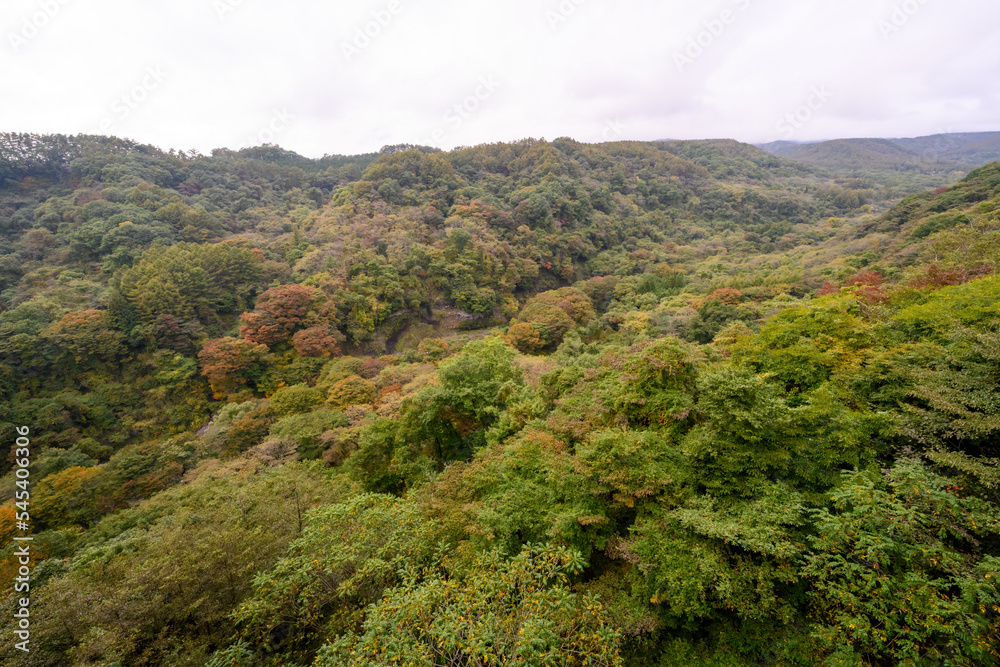 Obraz premium 八ヶ岳高原大橋 紅葉