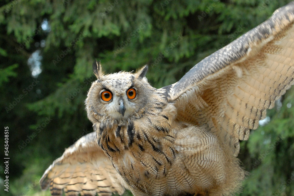 Europäischer Uhu (Bubo bubo), captive, Deutschland, Europa Stock Photo ...