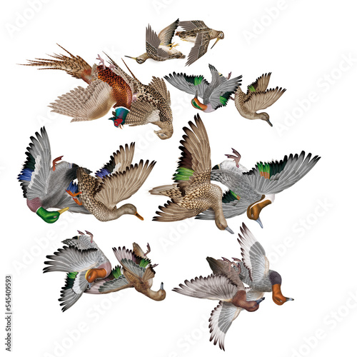 oiseau  silhouette  canard  chass    faisan  gibier  b  casse  illustration  animal  oiseaux  vol  ailes  bec