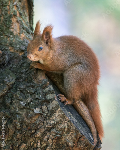 Eurasian Red Squirrel in the Autumn