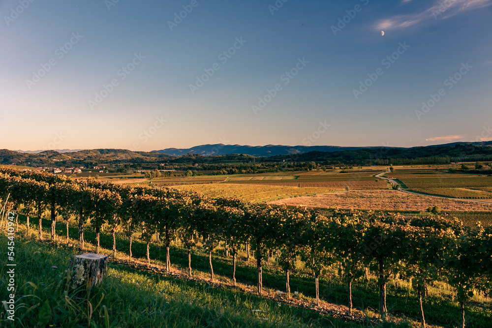 Colorful sunset in the vineyards at the border between Italy and Slovenia