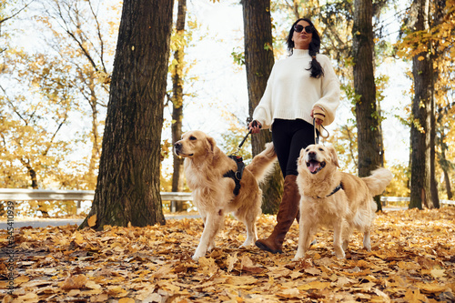 Beautiful nature. Woman on the walk with her two dogs in the autumn forest