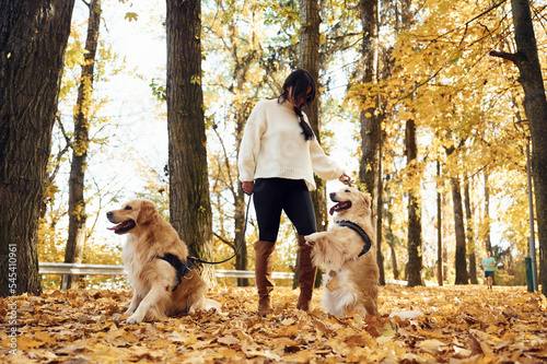 Beautiful nature. Woman on the walk with her two dogs in the autumn forest
