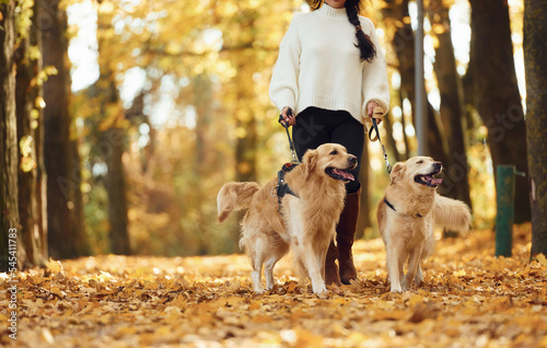 View from below. Woman on the walk with her two dogs in the autumn forest