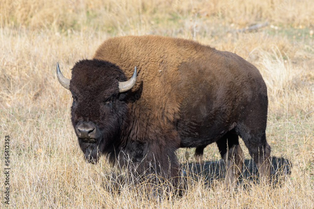 Wild American Bison on the high plains of Colorado. Mammals of North America.