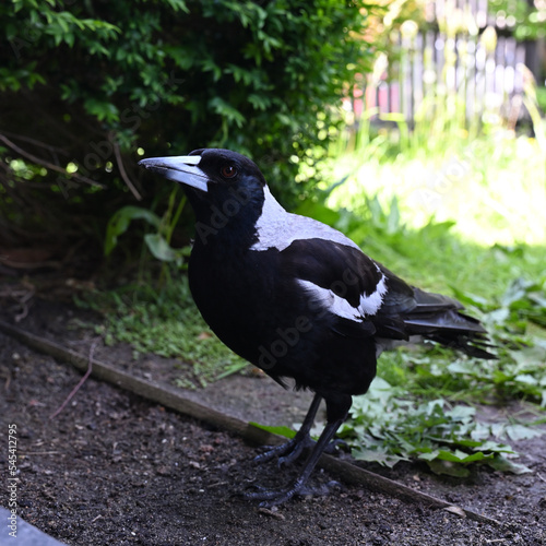 Friendly female Australian magpie standing in the shade at the edge of a garden, with dirt on its beak