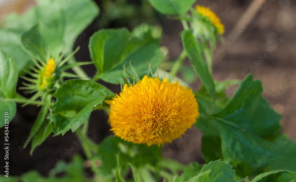 Sunflower flower decorative close-up on a green background in summer Sunflower flower decorative close-up on a green background in summer