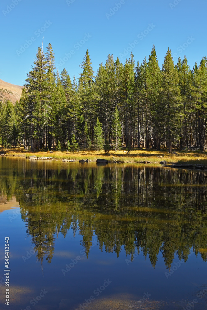 Fototapeta premium Forest is reflected in lake.