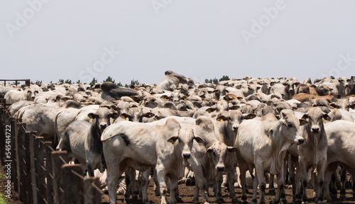 nellore cattle in feed ot: meat production photo