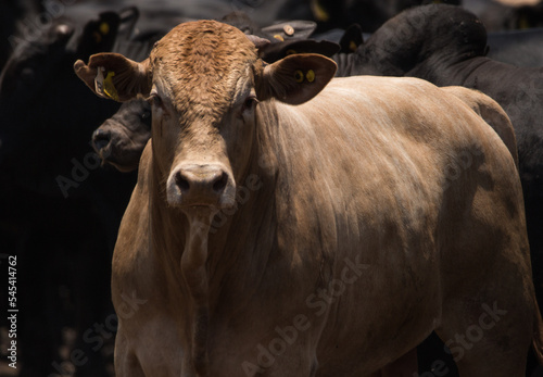 bull on the farm: feed lot cattle