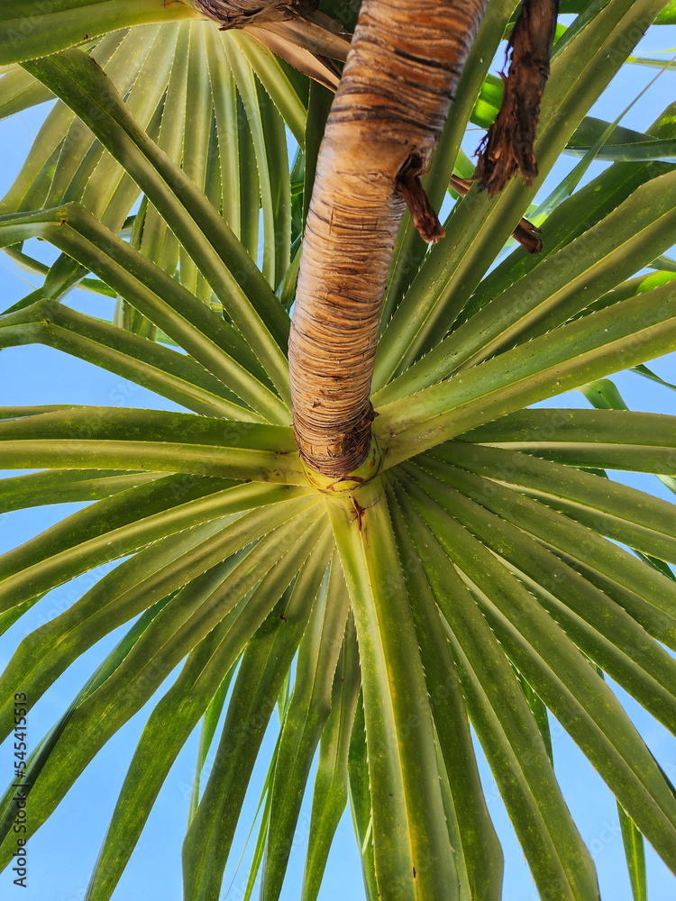 View from under the Pandanus tectorius tree that has long leaves and